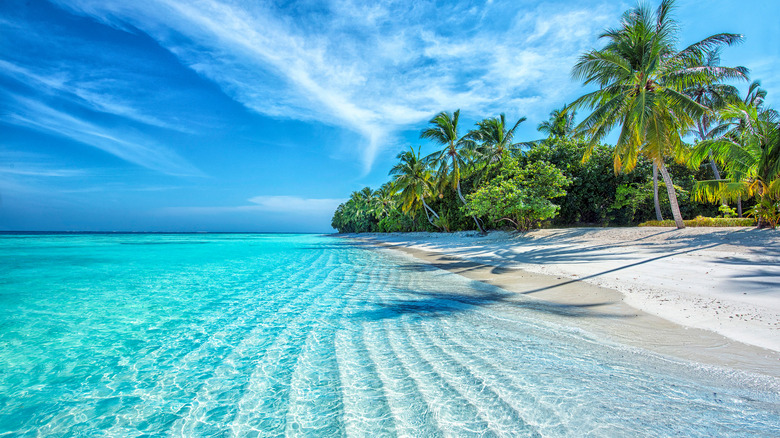 A tropical beach 