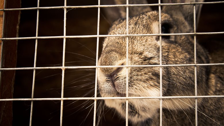 Rabbit in cage