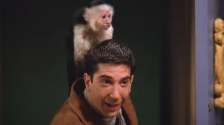 David Schwimmer with Marcel the monkey