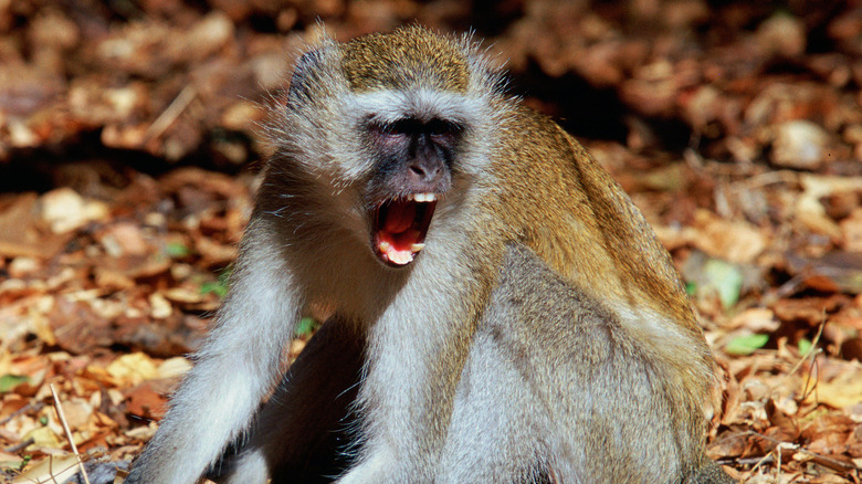 Vervet monkey