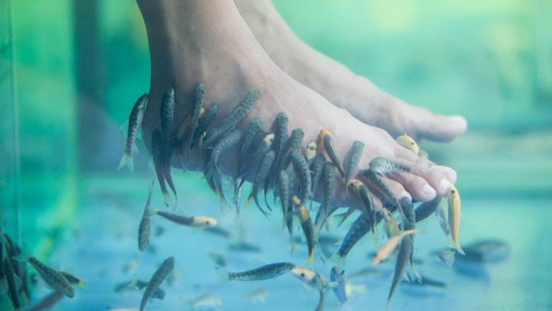 fish spa pedicure