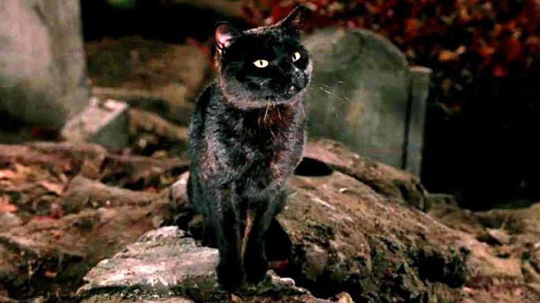 Thackery Binx in Hocus Pocus