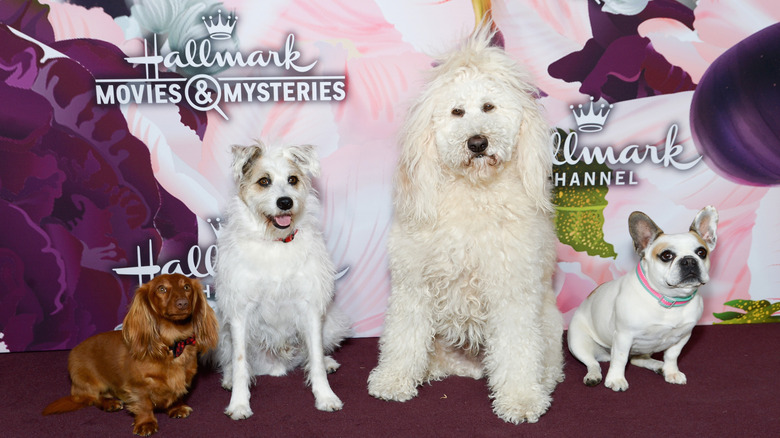 dogs on the Hallmark Channel