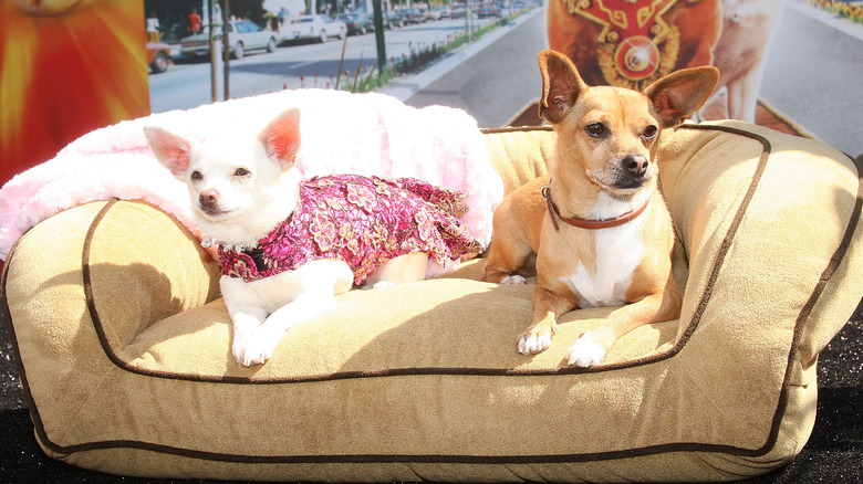 movie dogs Beverly Hills Chihuahua Angel