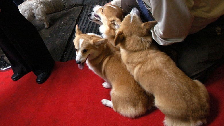 movie dogs The Queen corgis Anna Poppy Megan Alice Oliver