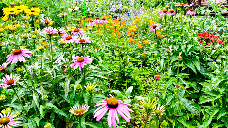 A backyard wildflower garden 