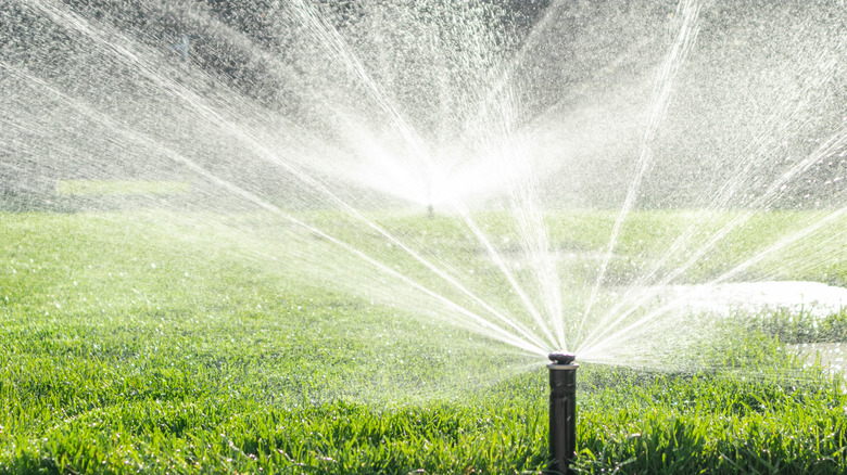 Sprinklers spraying water on a grass lawn