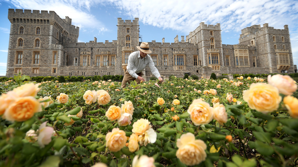 Windsor Castle with roses in bloom