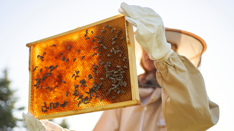 Bees in honeycomb held by beekeeper