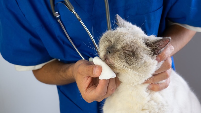 Vet checking on a cat