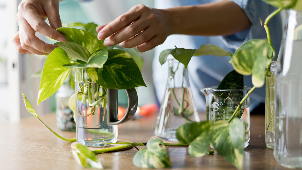 Woman with pothos plant