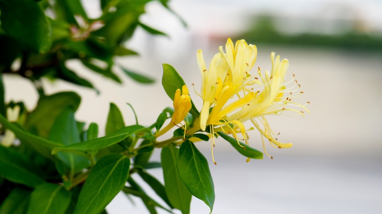 Honeysuckle plant