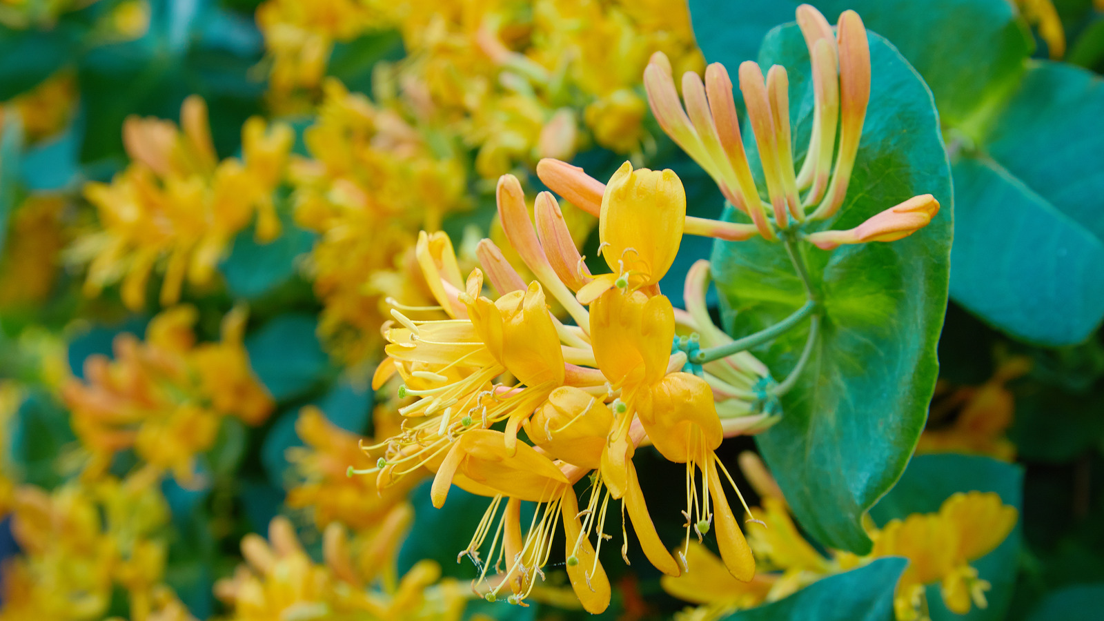 these-are-the-best-perfumes-if-you-love-honeysuckle