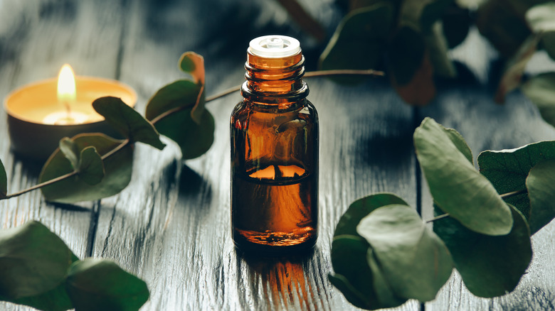 Bottle of eucalyptus oil