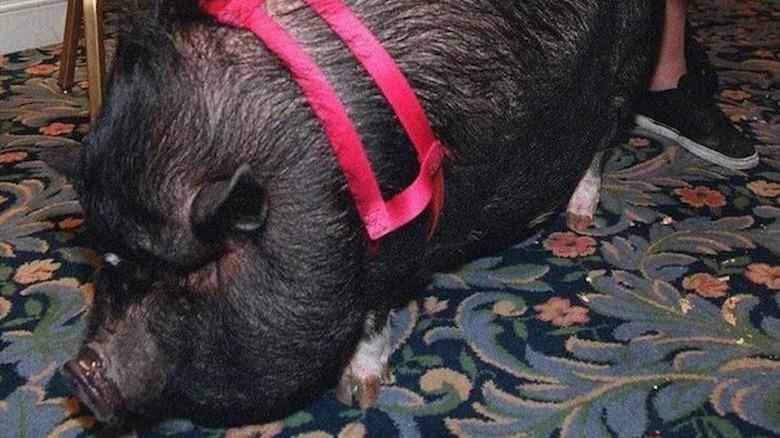 lulu pot-bellied pig