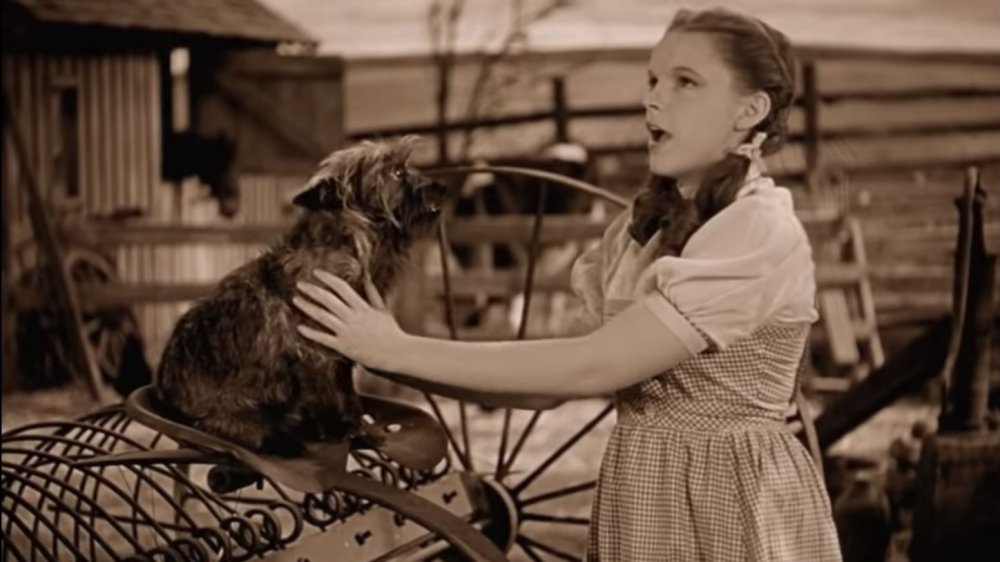 Dorothy and Toto in The Wizard of Oz