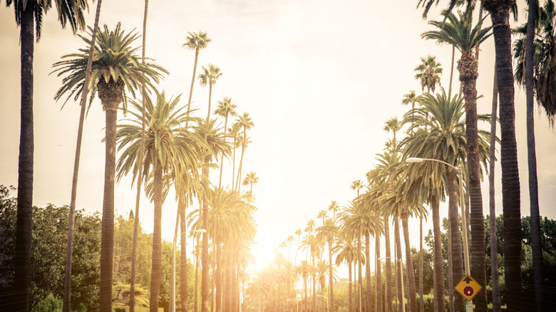 palm trees Los Angeles