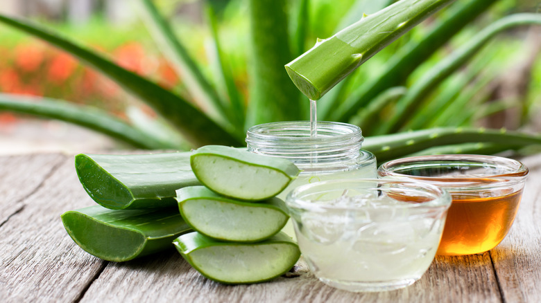 Aloe vera plant and topical creams