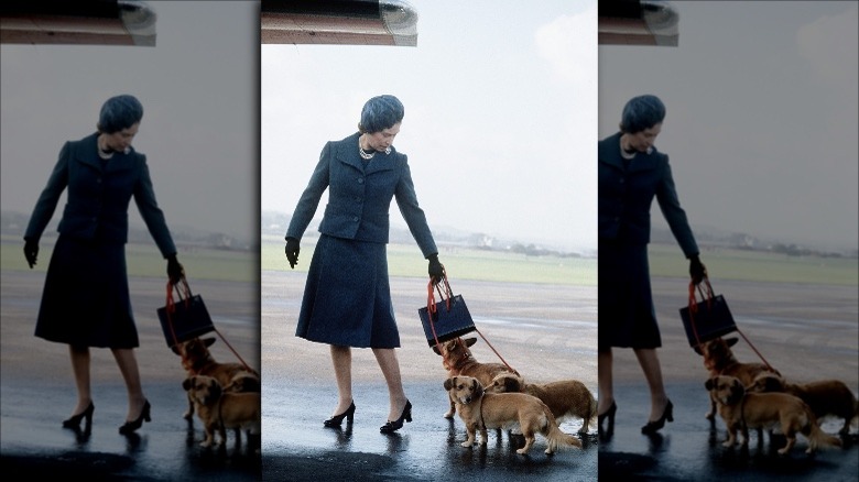 Queen Elizabeth II with her corgis