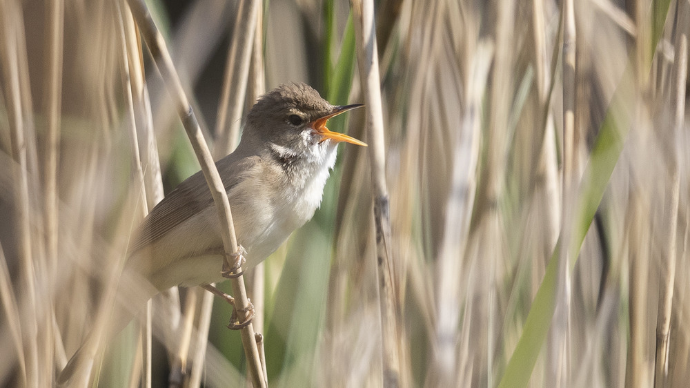 Singing bird