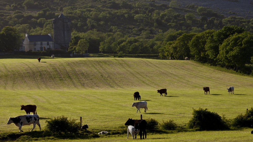 Cows in Irish pasture 