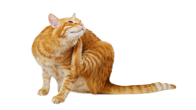 An orange cat scratching itself 