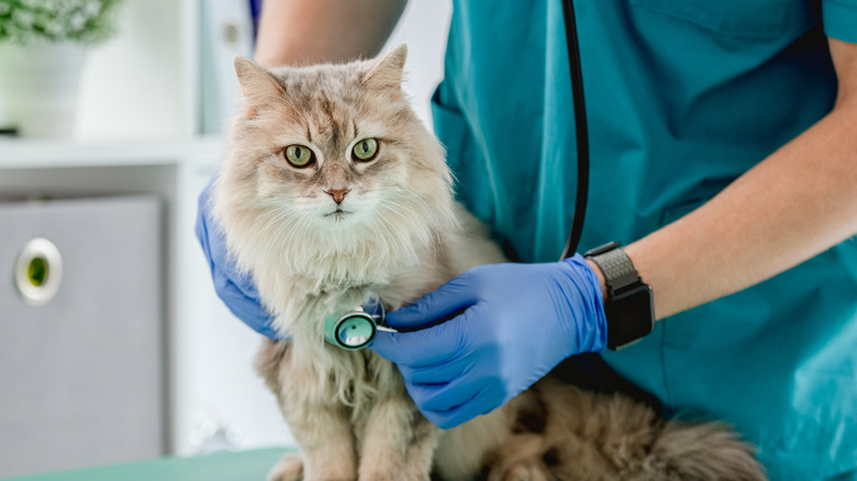 A vet listening to a cat's heart 