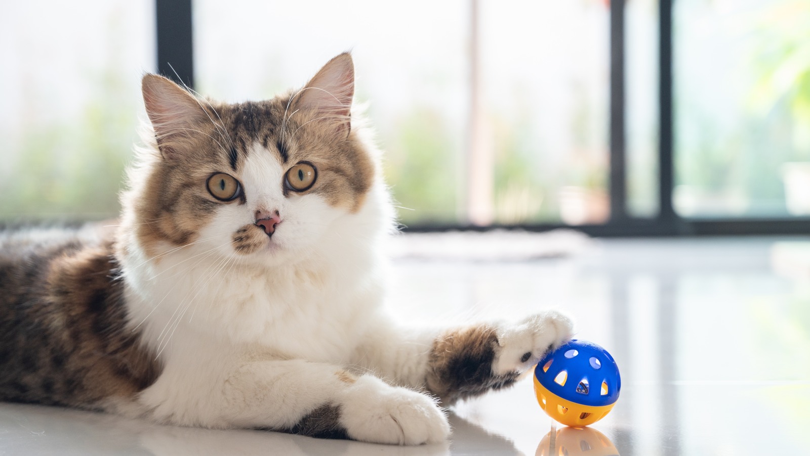 This Is The Most Common Allergy Found In Cats