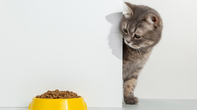 A cat peeking around the corner at a bowl of food 