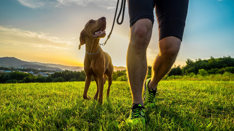 Person walks their dog in a field