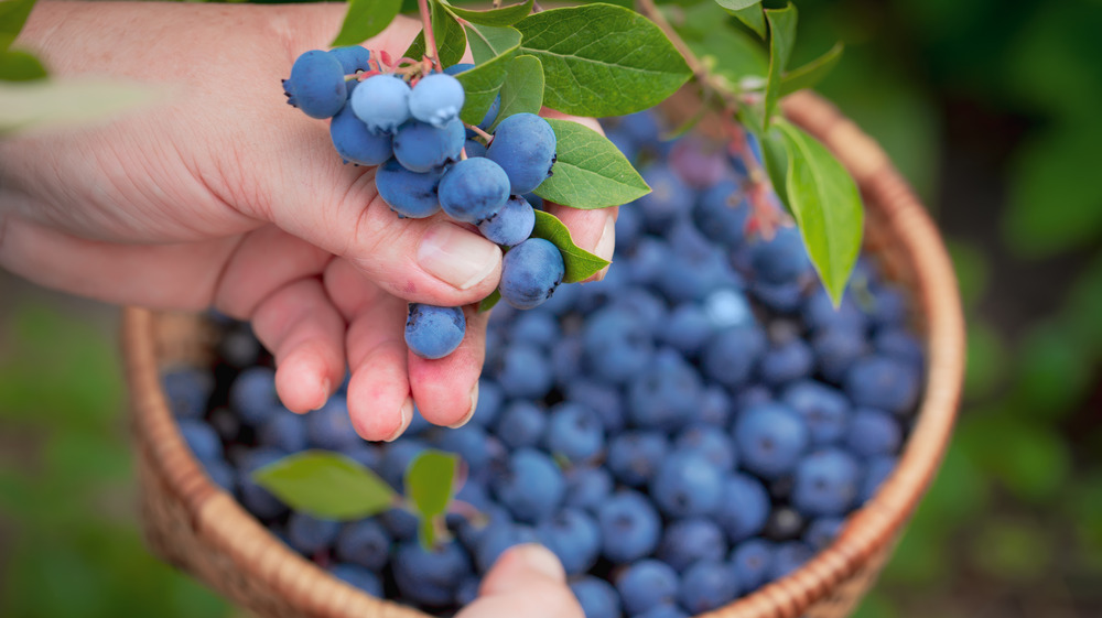 A wooden bowl of blueberries and a hand 