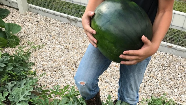 Joanna Gaines Instagram watermelon garden