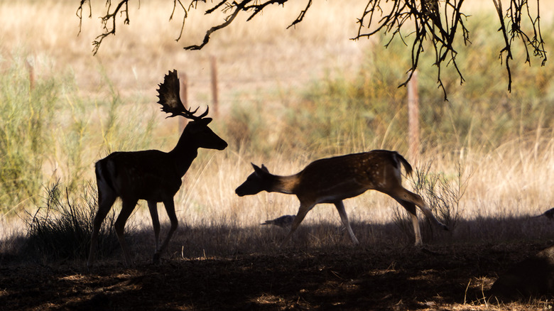 Deer at Monte de El Pardo