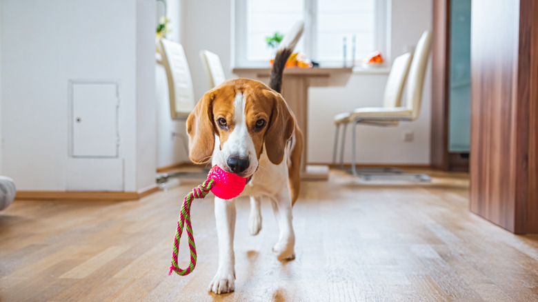 Beagle carrying a toy