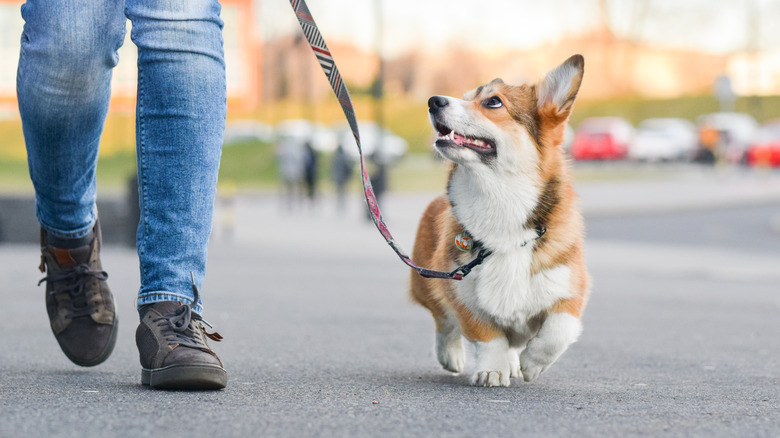 Person walking corgi