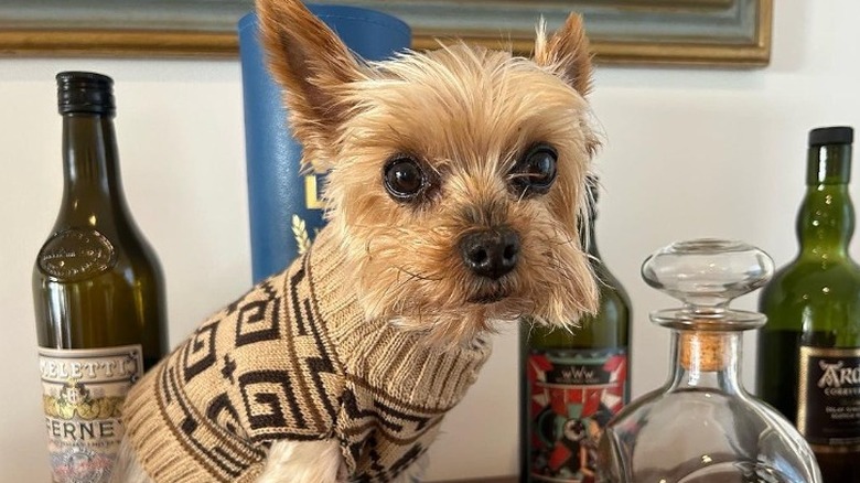 Beth Behrs' Yorkie, Betty