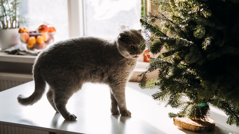 Cat next to Christmas tree