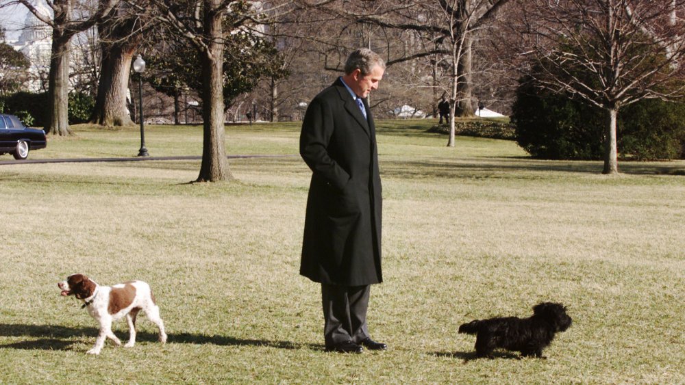 George W Bush with Barney and Spot