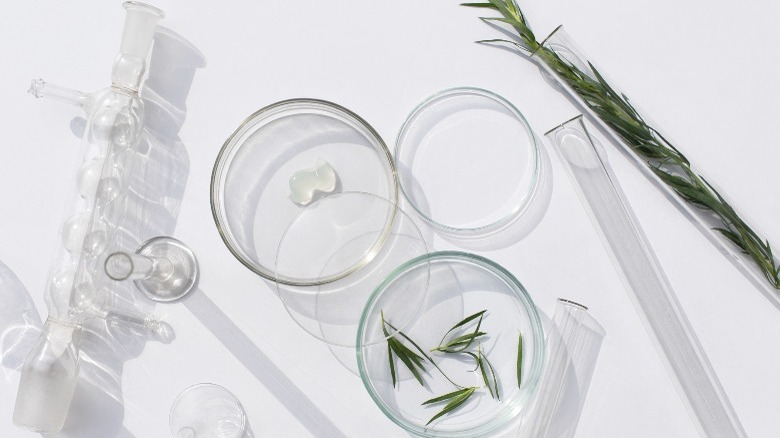 skincare petri dish 