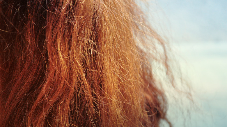 A close up of coarse hair