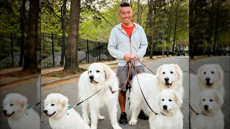 Vern Yip walking four great Pyrenees