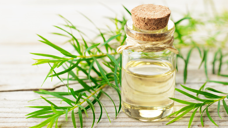 Ways To Use Tea Tree Oil You've Never Thought Of
