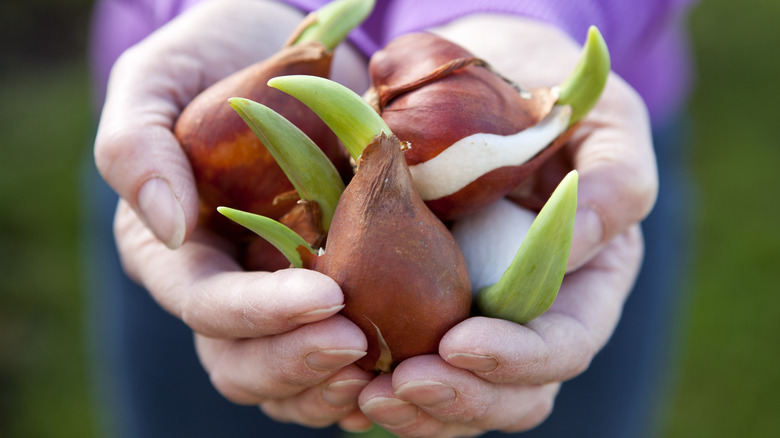 Hands holding tulip bulbs