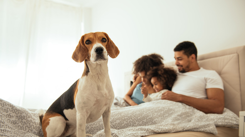 happy couple before going to bed with dog and kid