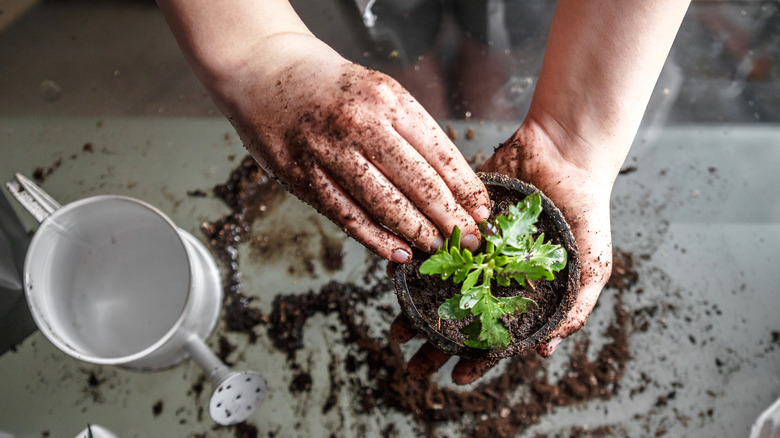 Hands over a potted, indoor plant