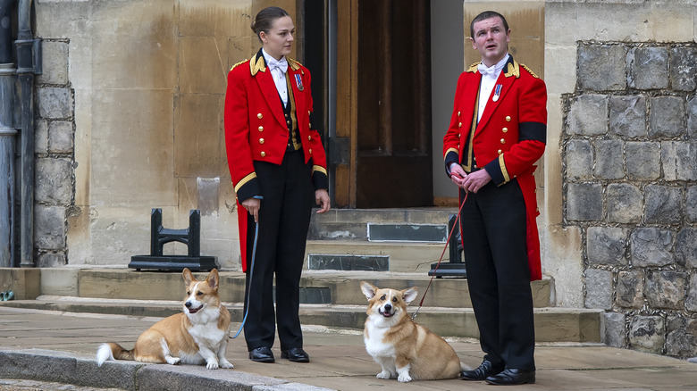 The queen's corgis, Muick and Sandy, with courtiers