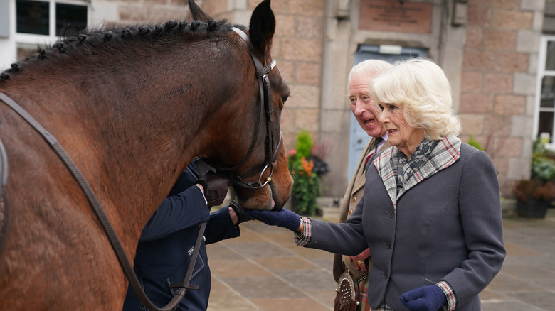 Charles and Camilla feeding horses