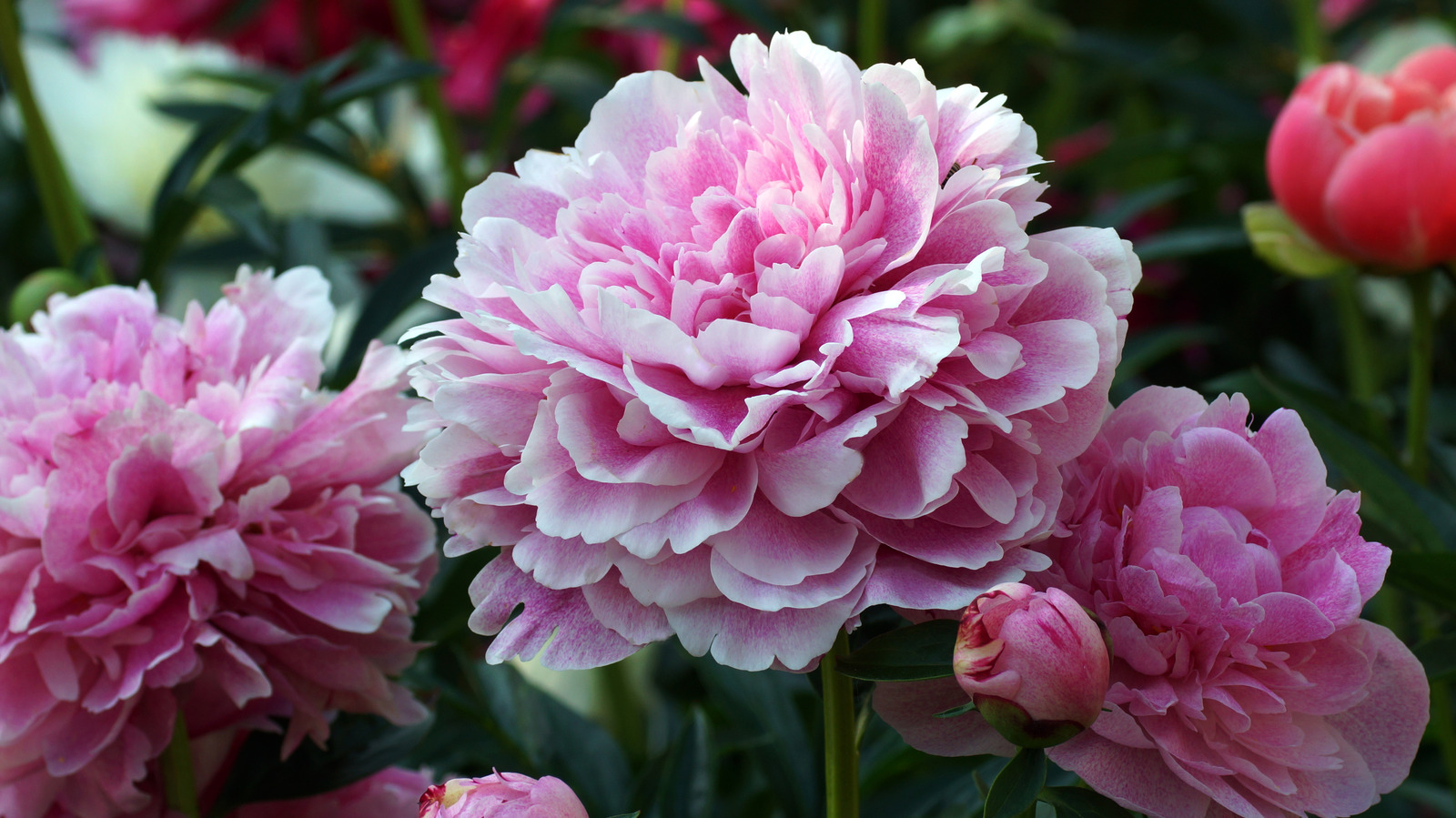 What Does A Peony Tattoo Really Mean?