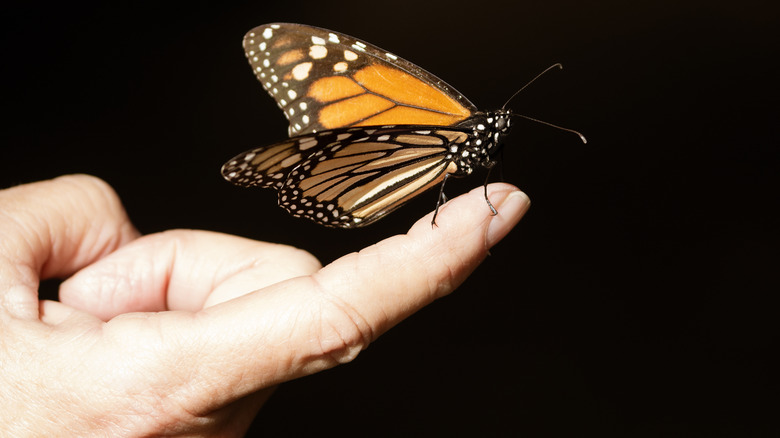 Butterfly on a person's finger