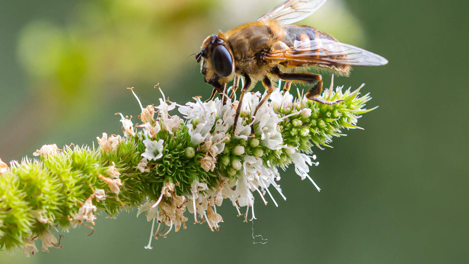 Bee In Bridgerton Meaning